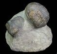 Struveaspis Trilobite (Small Eyed Phacopid) #68645-1